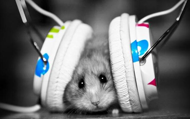 What Gernres of Music Do You Enjoy? Dubstep? Pop? Rock? Heavy Metal? Rap? Bubblegum Pop? Classical? Jazz? Hip-Hop? Electro? The possibilities are endless! What Gernres of Music Do You Enjoy? Dubstep? Pop? Rock? Heavy Metal? Rap? Bubblegum Pop? Classical? Jazz? Hip-Hop? Electro? The possibilities are endless!