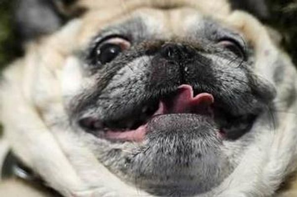 Is it weird that I eat dog food sometimes? Yes, I eat dog food. (NO MEAN POST) Is it weird that I eat dog food sometimes? Yes, I eat dog food. (NO MEAN POST)