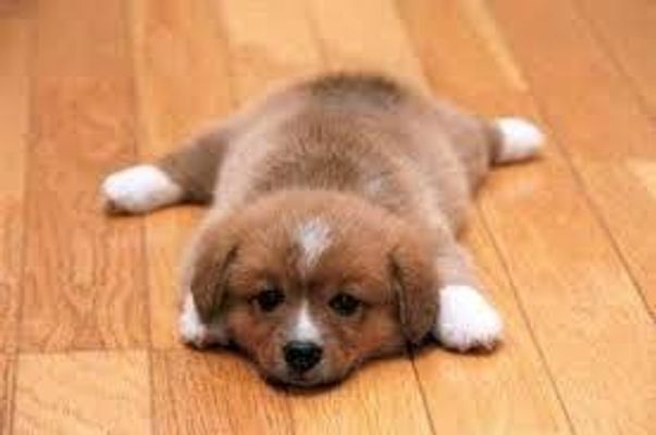 What is your favorite dog breed? Mine is a foxhound lab mix! (Duh.. thats what breed I am.) So whats yours? What is your favorite dog breed? Mine is a foxhound lab mix! (Duh.. thats what breed I am.) So whats yours?