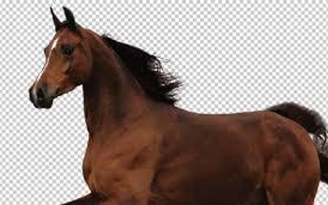Can you give me some advice? I am a 13 year old girl. I have a horse that means the whole world to me. My parents won't give me money to pay for it's place to live. My parents keep telling me to sell him, but my horse is all i have got. My grandparents keep telling me to kill it. I am so depressed and embarrassed because i owe the owner of the property my horse lives at $880 Can you give me some advice? I am a 13 year old girl. I have a horse that means the whole world to me. My parents won't give me money to pay for it's place to live. My parents keep telling me to sell him, but my horse is all i have got. My grandparents keep telling me to kill it. I am so depressed and embarrassed because i owe the owner of the property my horse lives at $880