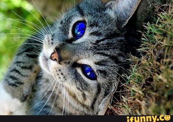 I'm trying to create a Warrior Cats roleplaying game, but I don't know where to start. Can anyone offer help? I'm trying to create a Warrior Cats roleplaying game, but I don't know where to start. I still need a good, free website to create it with, and I need a team of admins as well, specially people with experience doing this. I'm trying to create a Warrior Cats roleplaying game, but I don't know where to start. Can anyone offer help? I'm trying to create a Warrior Cats roleplaying game, but I don't know where to start. I still need a good, free website to create it with, and I need a team of admins as well, specially people with experience doing this.