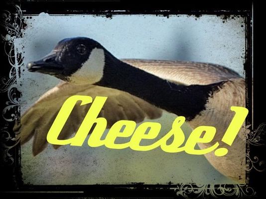 If u had the magical powers to turn in to any animal what animal would u be? Any animal like a GOOSE, a horse, a dog, a cat etc If u had the magical powers to turn in to any animal what animal would u be? Any animal like a GOOSE, a horse, a dog, a cat etc