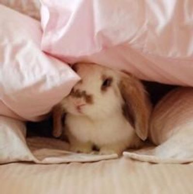 Rabbits or Frogs Rabbits or frogs? Rabbits or Frogs Rabbits or frogs?