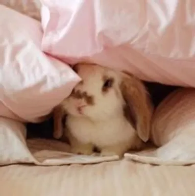 Rabbits or Frogs Rabbits or frogs? Rabbits or Frogs Rabbits or frogs?