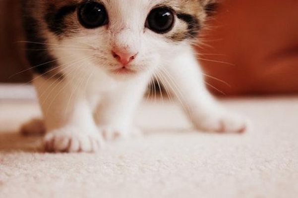 What pet have you always wished for? A pug, a kitten, a fish or a small bird? What pet or pets have you always wished to have? What pet have you always wished for? A pug, a kitten, a fish or a small bird? What pet or pets have you always wished to have?