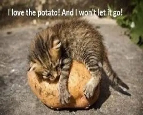 Who else is a vegetarian or vegan? I am a vegan so I want to know who else on here is a vegan or vegetarian. Who else is a vegetarian or vegan? I am a vegan so I want to know who else on here is a vegan or vegetarian.