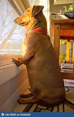 what do u think about this doggy? :D what do u think about this doggy? :D