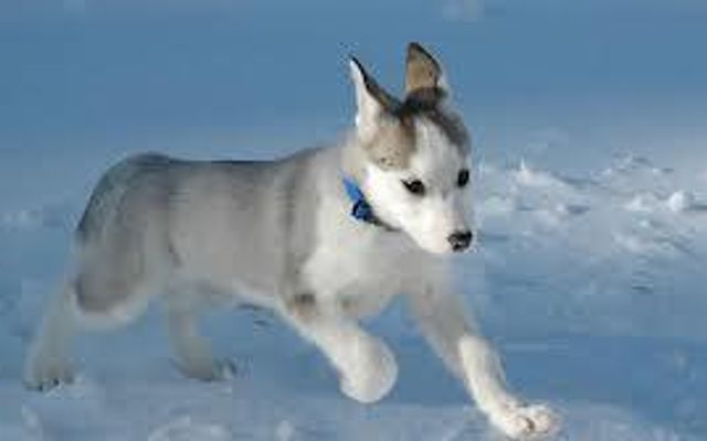 Does everybody here love huskies? Well I just want to know if every single person on Qfeast loves dogs and today we will talk about huskies.First thing first tell me if you have one or why you love them then you will tell me about your favourite fact about them. Does everybody here love huskies? Well I just want to know if every single person on Qfeast loves dogs and today we will talk about huskies.First thing first tell me if you have one or why you love them then you will tell me about your favourite fact about them.
