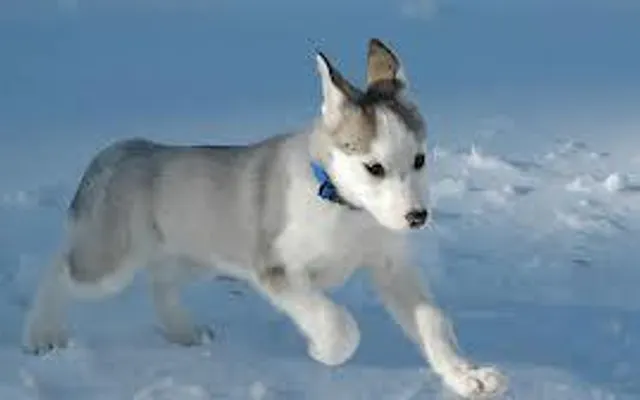 Does everybody here love huskies? Well I just want to know if every single person on Qfeast loves dogs and today we will talk about huskies.First thing first tell me if you have one or why you love them then you will tell me about your favourite fact about them. Does everybody here love huskies? Well I just want to know if every single person on Qfeast loves dogs and today we will talk about huskies.First thing first tell me if you have one or why you love them then you will tell me about your favourite fact about them.