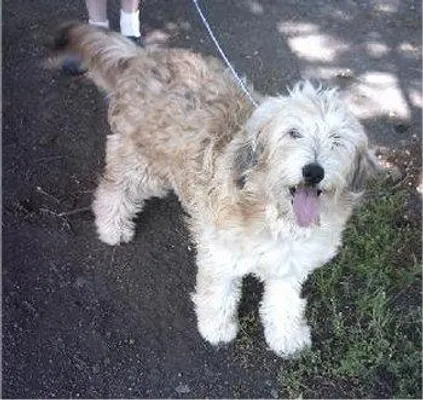 Question is too long, so read description. If you found a homeless dog, is it most likely to be a full breed or a cross breed? I'm not too sure... And also, could you try to guess what dog this is? Question is too long, so read description. If you found a homeless dog, is it most likely to be a full breed or a cross breed? I'm not too sure... And also, could you try to guess what dog this is?