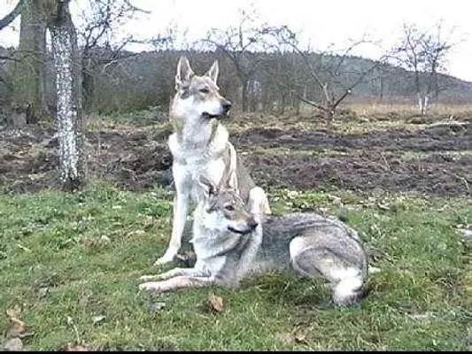 Guess the breed everyone! Hey! came back with dog breed questions! So what dog is this?