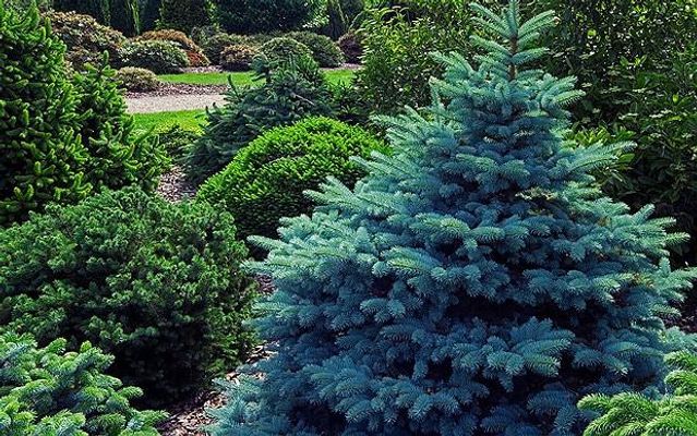 Do tree's or plants ever die from old age? Do tree's or plants ever die from old age?