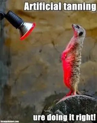 is tiz funny to you or not ( 3 ) tanning meercat is tiz funny to you or not ( 3 ) tanning meercat
