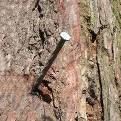 Just how smart are you? When John was six years old he hammered a nail into his favorite tree to mark his height. Ten years later at age sixteen, John returned to see how much higher the nail was. If the tree grew by five centimeters each year, how much higher would the nail be? ~Riddles.com Just how smart are you? When John was six years old he hammered a nail into his favorite tree to mark his height. Ten years later at age sixteen, John returned to see how much higher the nail was. If the tree grew by five centimeters each year, how much higher would the nail be? ~Riddles.com