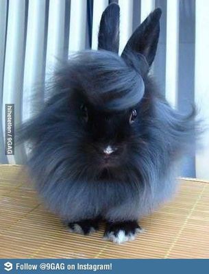 what do you think of this bunny? what do you think of this bunny?