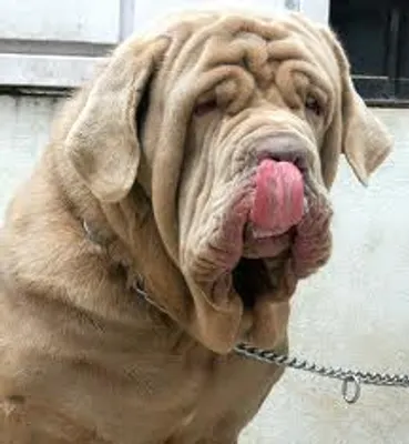 what type of dog is this? (2) well again think about the question what type of dog is this? (2) well again think about the question