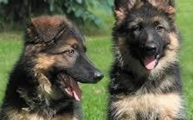 Forest and Missy? Forest found this female German Shepard named Missy. Do yall think Forest found the right one? Forest and Missy? Forest found this female German Shepard named Missy. Do yall think Forest found the right one?