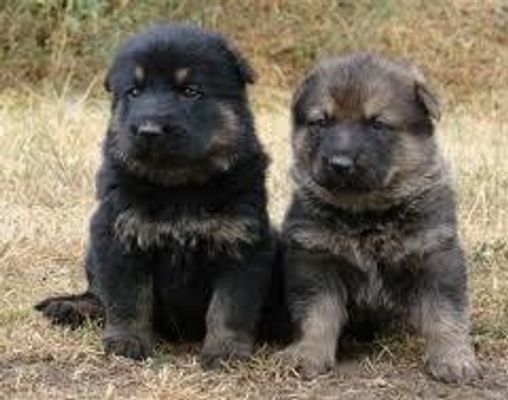 Don't German Shepherd pups look like bear cubs? I think they look alike so much! Don't German Shepherd pups look like bear cubs? I think they look alike so much!