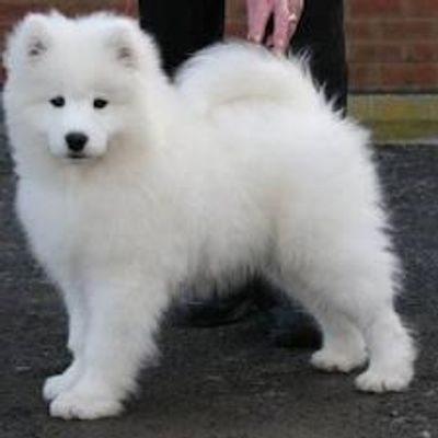 What would you call this dog? I think that this dog is a Delilah! What about you? What would you call this dog? I think that this dog is a Delilah! What about you?
