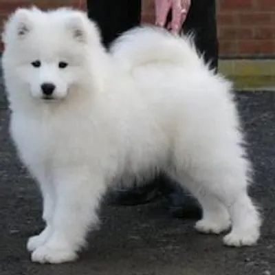 What would you call this dog? I think that this dog is a Delilah! What about you? What would you call this dog? I think that this dog is a Delilah! What about you?