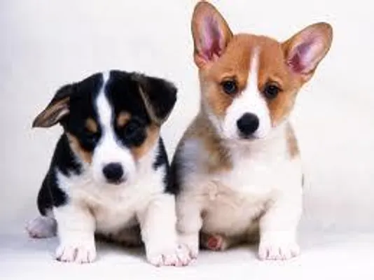 what dog is this? part 3 do you know this little puppy? what dog is this? part 3 do you know this little puppy?