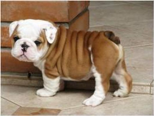 What is your favourite type of dog? What is your favourite type of dog?