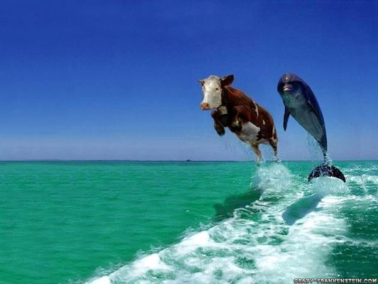 Do fish drink water since it lives underwater? I asked my teacher and he couldn't answer me o.o well he teaches geography not science xD stupid me. Do fish drink water since it lives underwater? I asked my teacher and he couldn't answer me o.o well he teaches geography not science xD stupid me.