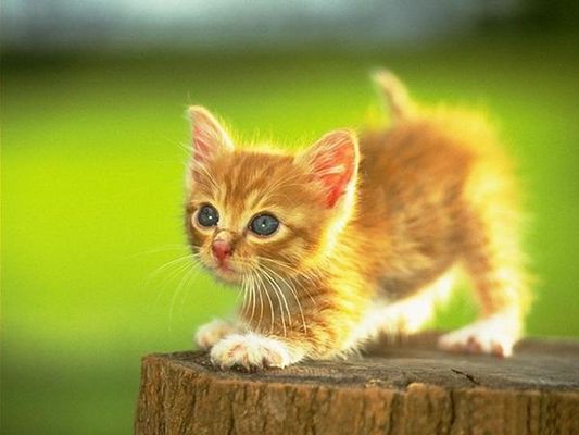 when should cats be sideways? My kitten is on its side...like really...it looks like its walking when should cats be sideways? My kitten is on its side...like really...it looks like its walking