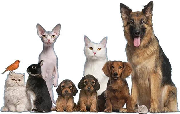 What pet or pets do you have ? How many and what pets do you have I have a dog and 5 Ginnes