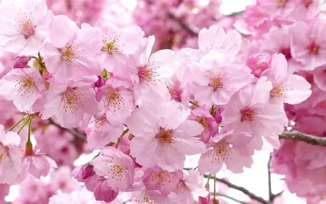what's your favorite flower? what's your favorite flower?