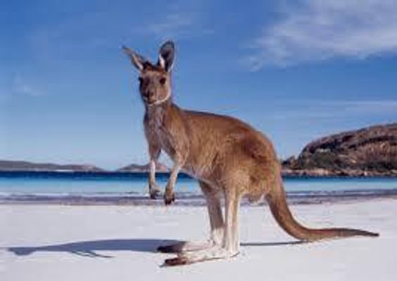 Do any of you guys live in Australia? Btw I'm Australian :) Do any of you guys live in Australia? Btw I'm Australian :)