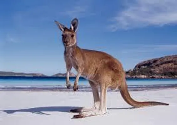 Do any of you guys live in Australia? Btw I'm Australian :) Do any of you guys live in Australia? Btw I'm Australian :)