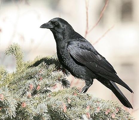 How much do you know about ravens? Please don't put the most simplistic answer possible. Put down real factual knowledge that you know about ravens. :P (If you know little to nothing you should read the book "Mind of the Raven" by Bernd Heinrich.) How much do you know about ravens? Please don't put the most simplistic answer possible. Put down real factual knowledge that you know about ravens. :P (If you know little to nothing you should read the book "Mind of the Raven" by Bernd Heinrich.)