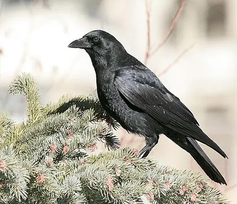 How much do you know about ravens? Please don't put the most simplistic answer possible. Put down real factual knowledge that you know about ravens. :P (If you know little to nothing you should read the book "Mind of the Raven" by Bernd Heinrich.) How much do you know about ravens? Please don't put the most simplistic answer possible. Put down real factual knowledge that you know about ravens. :P (If you know little to nothing you should read the book "Mind of the Raven" by Bernd Heinrich.)