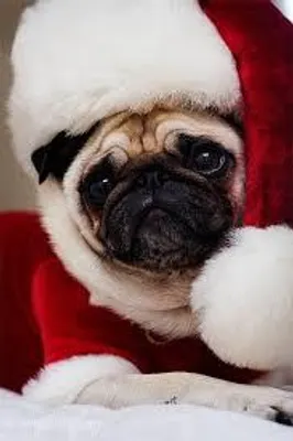 Wha Do You Want For Christmas 2014-2015 Hey, christmas coming so i made this question because i am so excited to see what do you want for christmas 2014-2015 Wha Do You Want For Christmas 2014-2015 Hey, christmas coming so i made this question because i am so excited to see what do you want for christmas 2014-2015