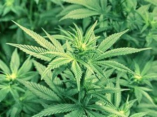 do you smoke weed? do you smoke weed?