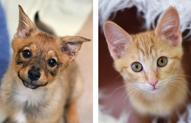 Would you rather have puppies take over the world or kittens? What if kittens or puppies were going to make humans their slaves? But the problem is the kittens and puppies are fighting over who would take over the world. Help them choose. Would you rather have puppies take over the world or kittens? What if kittens or puppies were going to make humans their slaves? But the problem is the kittens and puppies are fighting over who would take over the world. Help them choose.