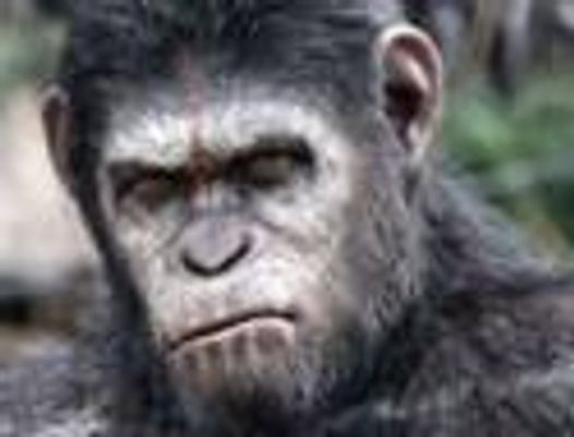Should humans be taking inspirations from animals . Human is the most intelligent creature in the animal kingdom but not the best in any other category such as speed strength , speed etc. So wanna know your thoughts on humanity taking inspirations from the animal world . Should humans be taking inspirations from animals . Human is the most intelligent creature in the animal kingdom but not the best in any other category such as speed strength , speed etc. So wanna know your thoughts on humanity taking inspirations from the animal world .
