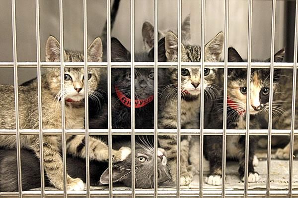 Have you ever adopted an animal ? Have you ever adopted an animal ?