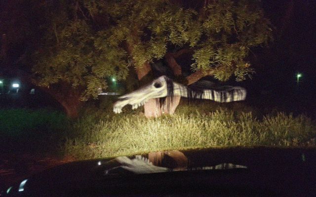 why is he following me? drove to the park last night to take a walk, since it's always so peaceful there after dark. he followed me home. (photo taken in my front yard after pulling into the driveway) why is he following me? drove to the park last night to take a walk, since it's always so peaceful there after dark. he followed me home. (photo taken in my front yard after pulling into the driveway)