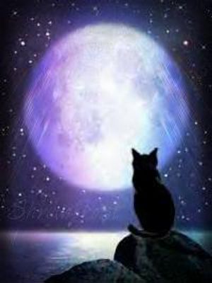 Please Please! Help (don't ignore this plz) My cat toasha is 4 or 5 years old now and we consider her a elder cat and she's very shy and hates playing and ever since we got jack he always pounces on toasha play fighting with her so since he can't take a hint toasha literally attacks him she doesn't use claws because she does realize he's just a kitten but she bites him and jack always try's to claw her face and neck and I'm afraid one of them will eventually get very hurt. Please help! Please Please! Help (don't ignore this plz) My cat toasha is 4 or 5 years old now and we consider her a elder cat and she's very shy and hates playing and ever since we got jack he always pounces on toasha play fighting with her so since he can't take a hint toasha literally attacks him she doesn't use claws because she does realize he's just a kitten but she bites him and jack always try's to claw her face and neck and I'm afraid one of them will eventually get very hurt. Please help!