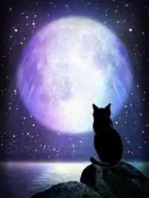 Please Please! Help (don't ignore this plz) My cat toasha is 4 or 5 years old now and we consider her a elder cat and she's very shy and hates playing and ever since we got jack he always pounces on toasha play fighting with her so since he can't take a hint toasha literally attacks him she doesn't use claws because she does realize he's just a kitten but she bites him and jack always try's to claw her face and neck and I'm afraid one of them will eventually get very hurt. Please help! Please Please! Help (don't ignore this plz) My cat toasha is 4 or 5 years old now and we consider her a elder cat and she's very shy and hates playing and ever since we got jack he always pounces on toasha play fighting with her so since he can't take a hint toasha literally attacks him she doesn't use claws because she does realize he's just a kitten but she bites him and jack always try's to claw her face and neck and I'm afraid one of them will eventually get very hurt. Please help!