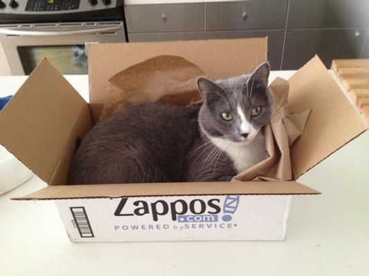Why do cats like boxes? Why do cats like boxes?