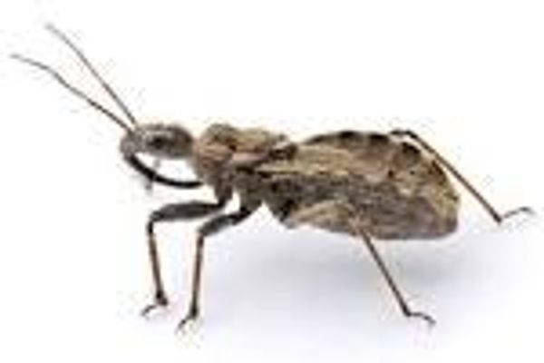 do insects sleep? Mammals do, birds do, heck even reptiles do. But do small bugs like crickets sleep? do insects sleep? Mammals do, birds do, heck even reptiles do. But do small bugs like crickets sleep?