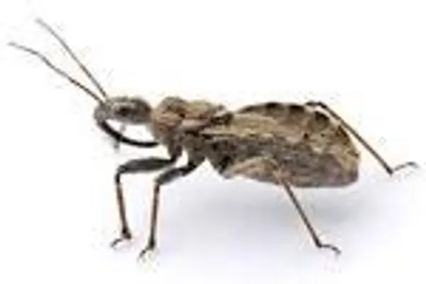 do insects sleep? Mammals do, birds do, heck even reptiles do. But do small bugs like crickets sleep? do insects sleep? Mammals do, birds do, heck even reptiles do. But do small bugs like crickets sleep?