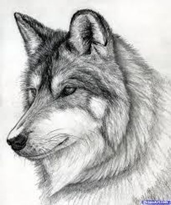 What is your favorite kind of Wolf? My two favorite wolves are the silver and gray wolf. What's yours? What is your favorite kind of Wolf? My two favorite wolves are the silver and gray wolf. What's yours?