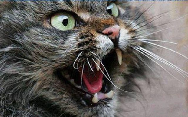 what would you do if cats took over the world? cats have already taken over the internet, what would happen if they went for the world! what would you do if cats took over the world? cats have already taken over the internet, what would happen if they went for the world!