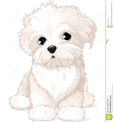 Can a maltese (pet) fight with stray? please tell me. i have a doubt cause ppl say it's fragile then can it survive dog attacks? Can a maltese (pet) fight with stray? please tell me. i have a doubt cause ppl say it's fragile then can it survive dog attacks?
