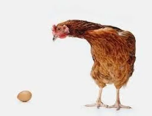 wich came first chicken or de egg? wich came first chicken or de egg?