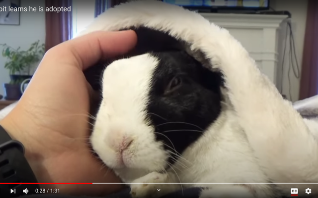 What do you do when your parents won't listen in an argument? Asked my dad if he ever saw a rabbit with a screaming face. Was referencing the video "telling my rabbit he's adopted." Dad thought I enjoyed listening to rabbits getting tortured because I said "screaming". Mind you, I'm a vegetarian, and have been since I was 6 years old, but apparently I'm an animal hater now and they won't listen. Kept asking "What the hell is wrong with you??" Can confirm that a bunny getting pet and making a strange face is, in fact, not torture or murder. They're doing a great job at making me feel like a shitty person :D heres the video cause god damn it I'm not a heartless person. How do I get them to stop yelling the second they see me and just listen?!? What do you do when your parents won't listen in an argument? Asked my dad if he ever saw a rabbit with a screaming face. Was referencing the video "telling my rabbit he's adopted." Dad thought I enjoyed listening to rabbits getting tortured because I said "screaming". Mind you, I'm a vegetarian, and have been since I was 6 years old, but apparently I'm an animal hater now and they won't listen. Kept asking "What the hell is wrong with you??" Can confirm that a bunny getting pet and making a strange face is, in fact, not torture or murder. They're doing a great job at making me feel like a shitty person :D heres the video cause god damn it I'm not a heartless person. How do I get them to stop yelling the second they see me and just listen?!?